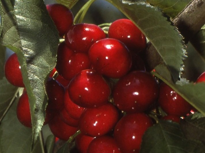 Cherry Tree, Cherry Varieties, Cherry Tree Rootstock — Burchell